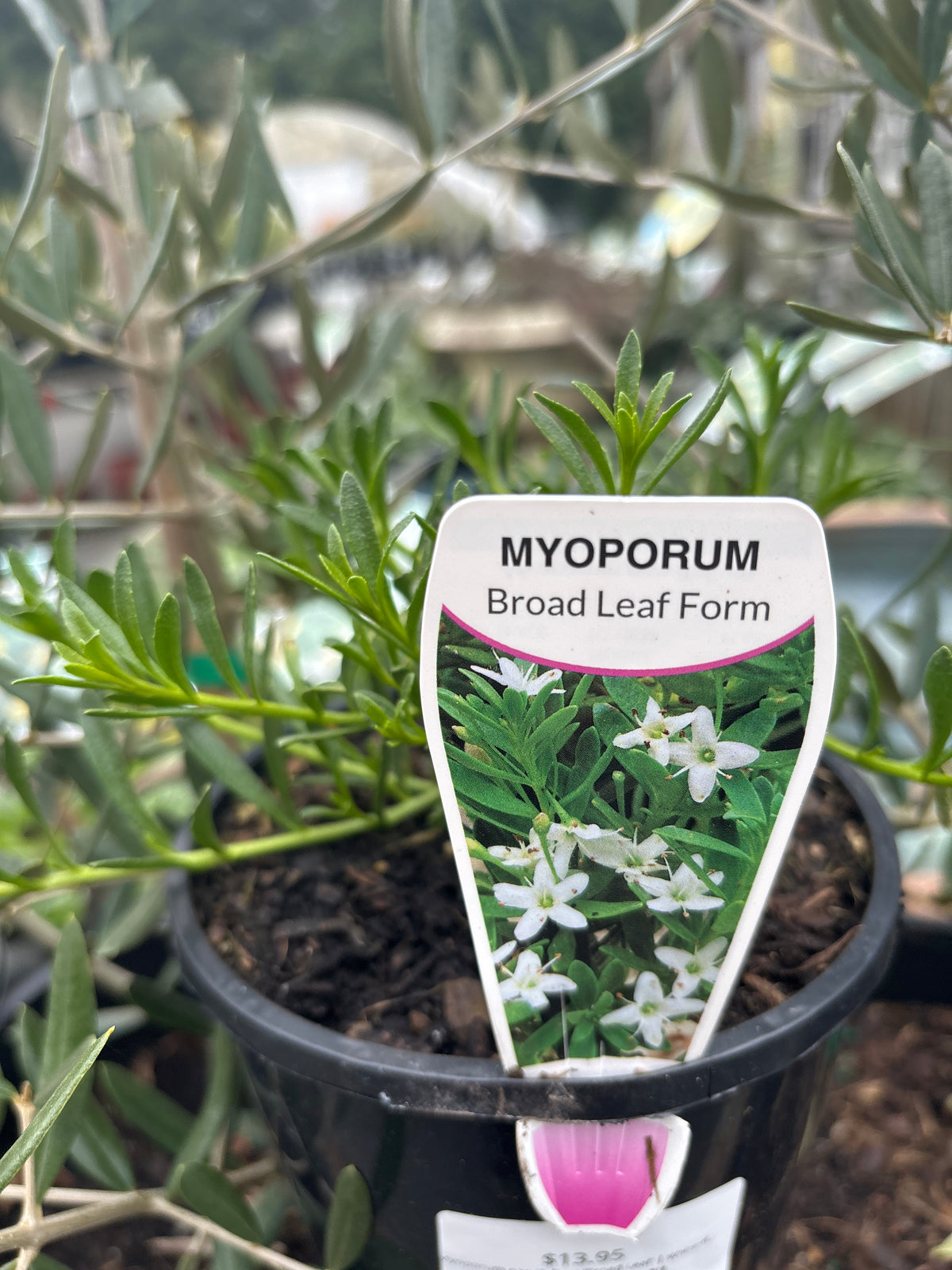 Myoporum parvifolium ‘Broad Leaf’ | White-flowering Creeping Boobialla