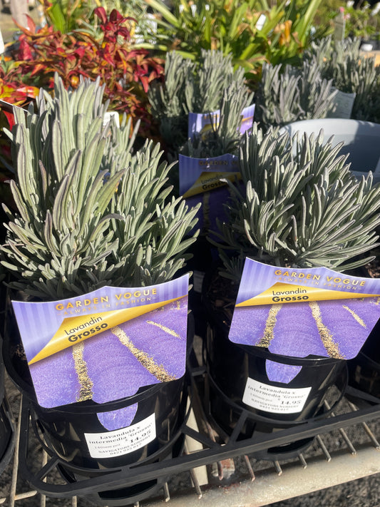 Lavender 'Grosso'