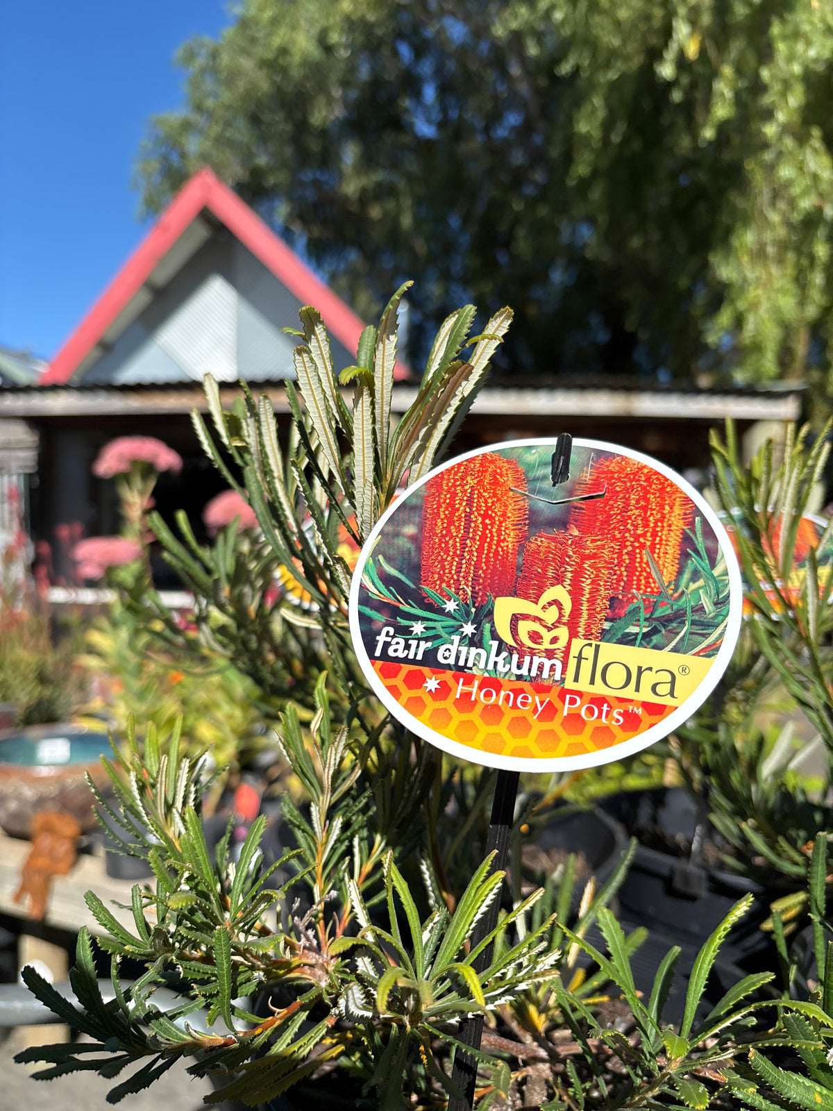 Banksia spinulosa 'Honey Pots'