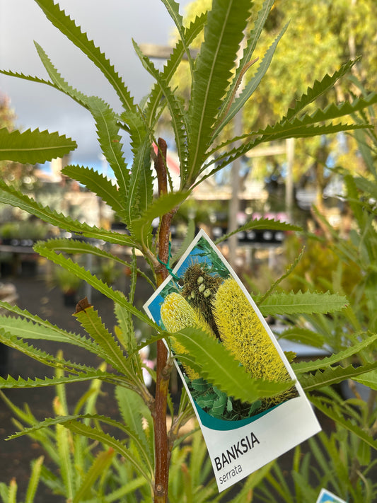 Banksia serrata - Saw/Old Man Banksia