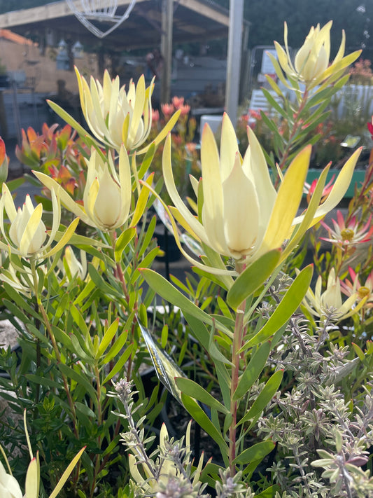 Leucadendron 'Moonglow'