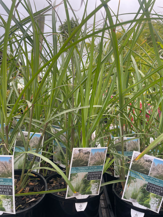 Miscanthus transmorrisonensis