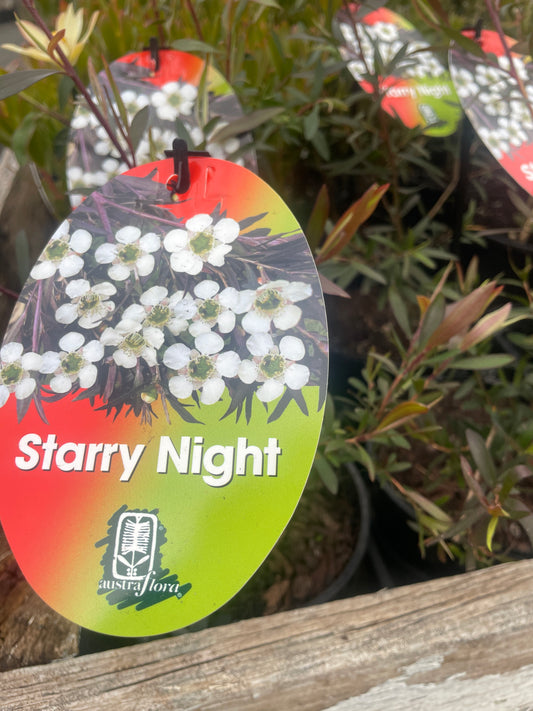 Leptospermum 'Starry Night' - Tea Tree