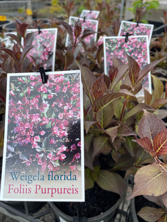 Weigela 'Foliis Purpureis'