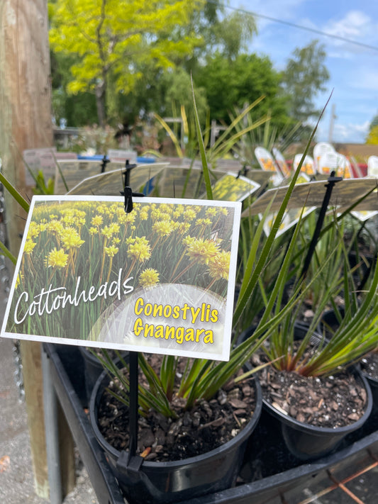 Conostylis sp. 'Gnangara Form'