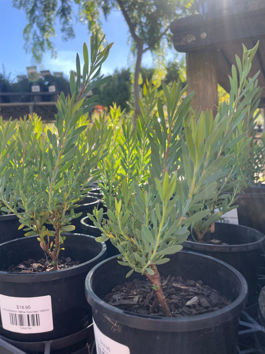 Leucadendron 'Yellow Countess' 140mm