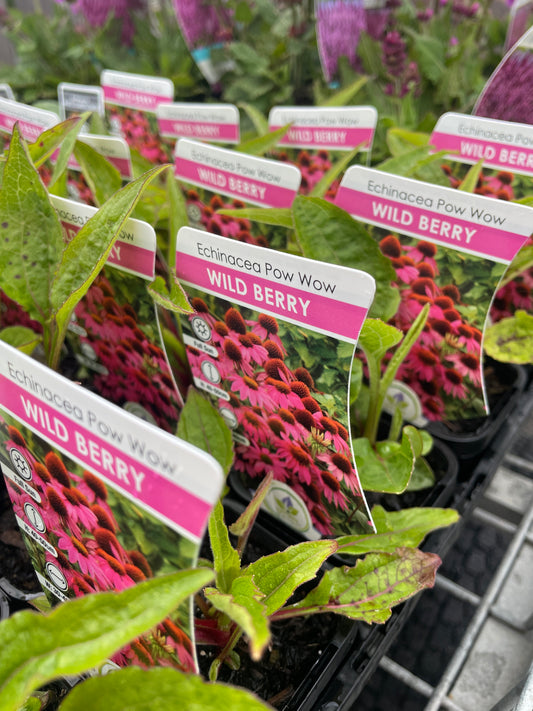 Echinacea purpurea 'PowWow Wild Berry'