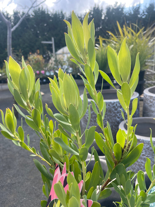 Leucadendron 'Lime Magic'