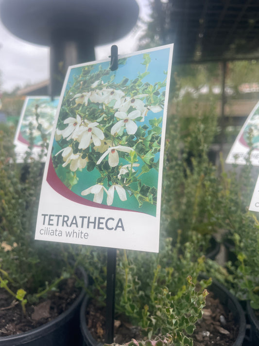 Tetratheca ciliata 'White'