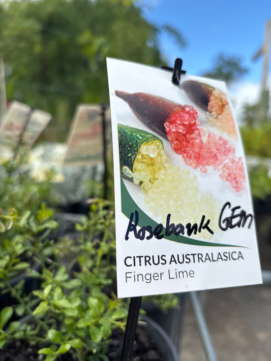 Citrus australasica FINGER LIME 'Rosebank Gem'
