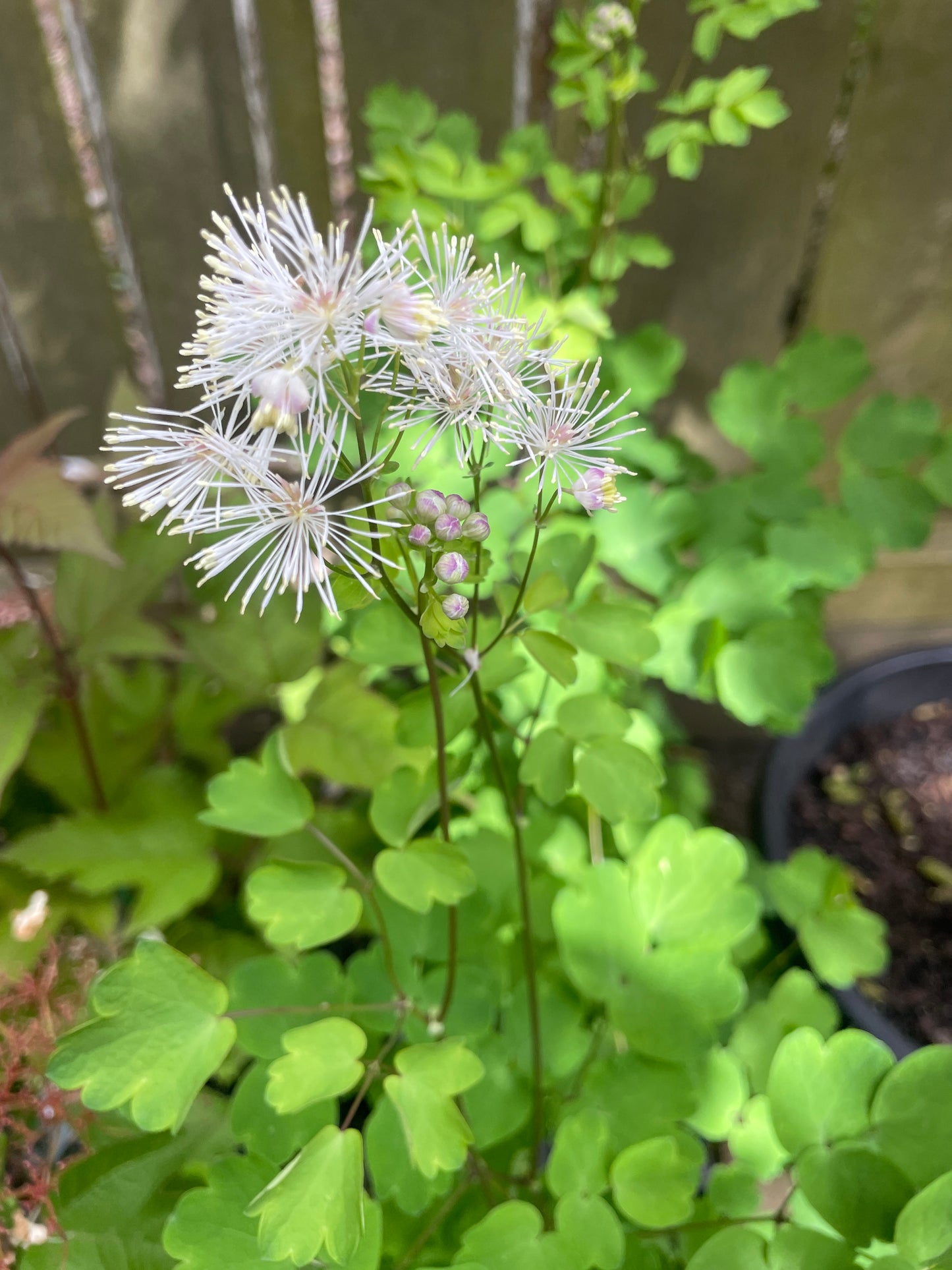 Thalictrum aquilegifolium - Nimbus White - Meadow rue