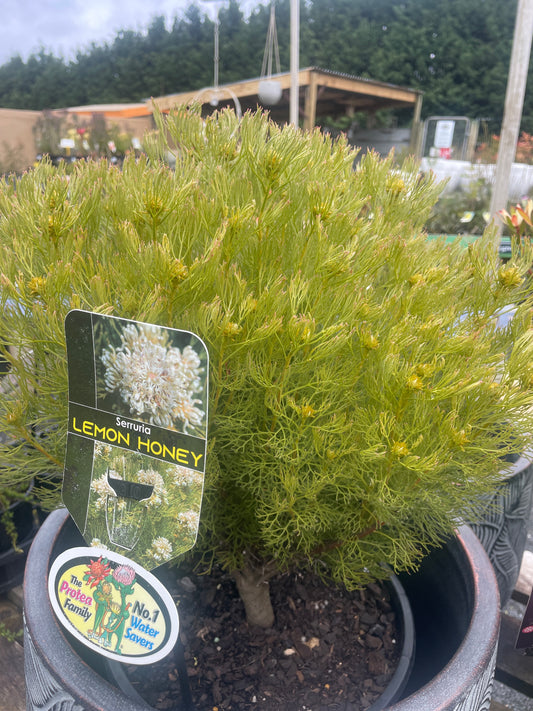 Serruria 'Lemon Honey'
