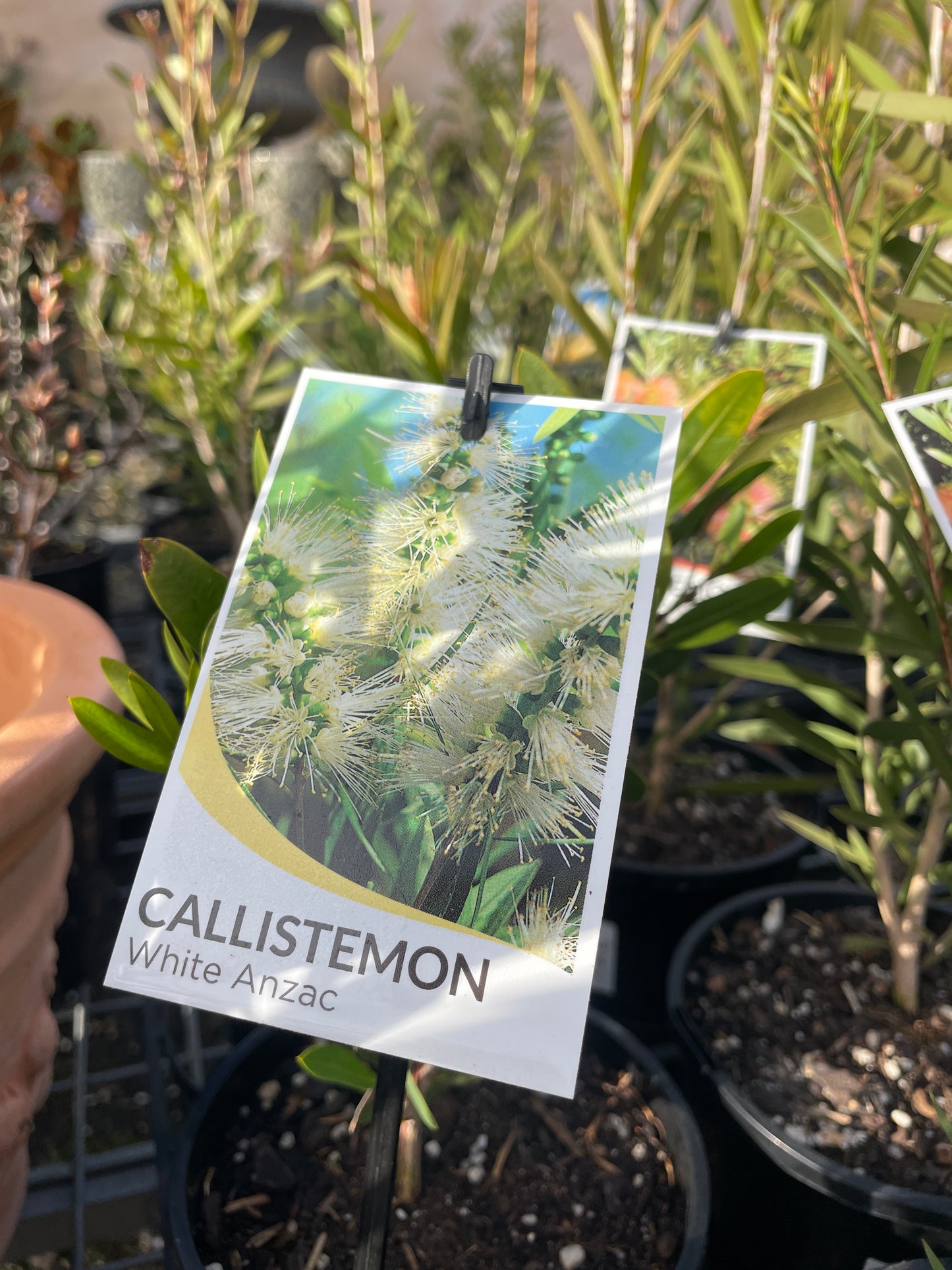 Callistemon 'White Anzac' - White Anzac Bottlebrush