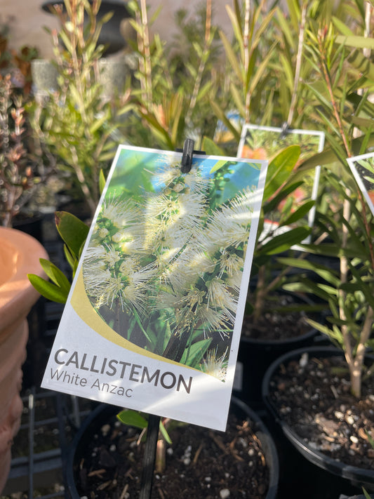 Callistemon 'White Anzac' - White Anzac Bottlebrush