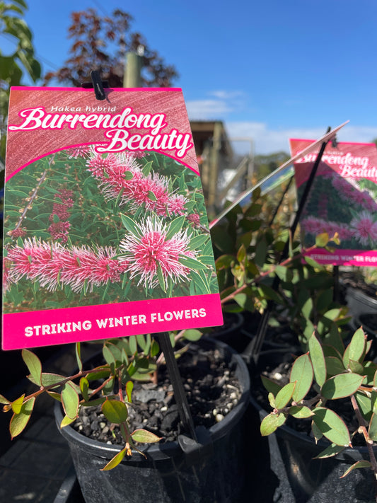 Hakea crassinervia 'Burrendong Beauty'