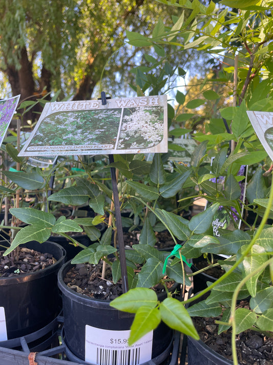 Hardenbergia comptoniana 'White Wash'