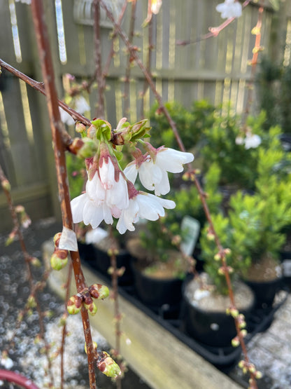 Prunus Snow Fountains