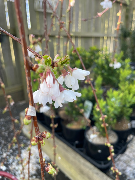 Prunus Snow Fountains