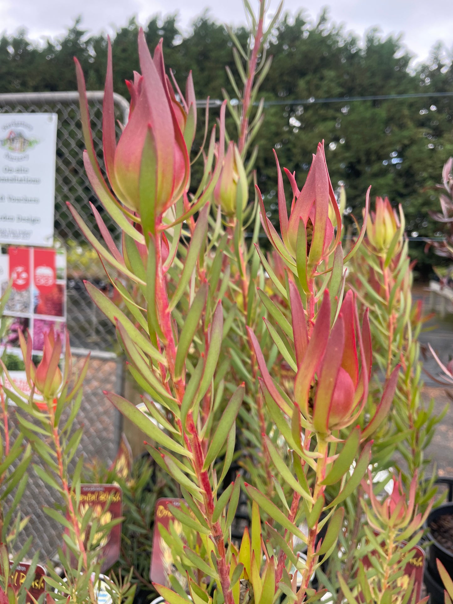 Leucadendron 'Oriental Blush'