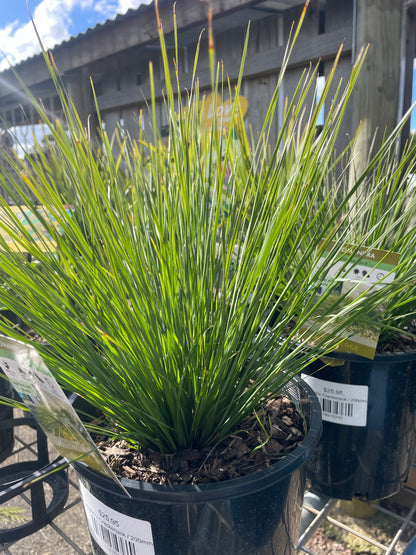 Lomandra Crackerjack