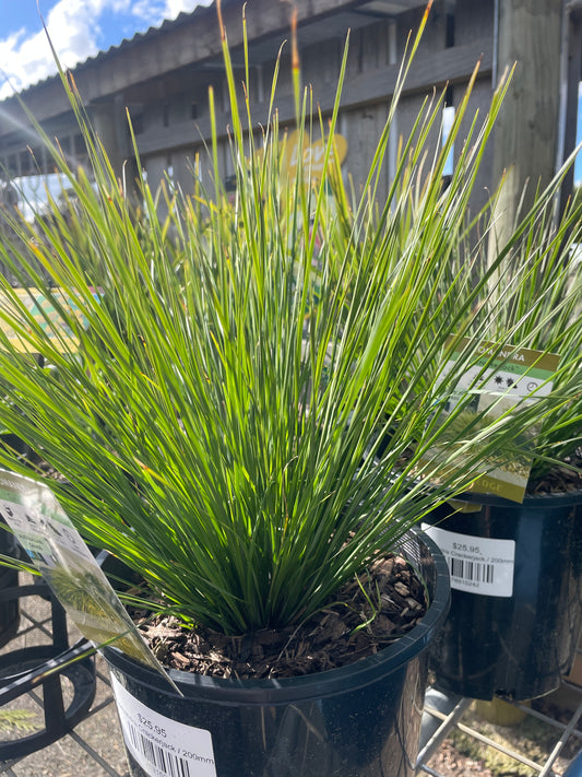 Lomandra Crackerjack
