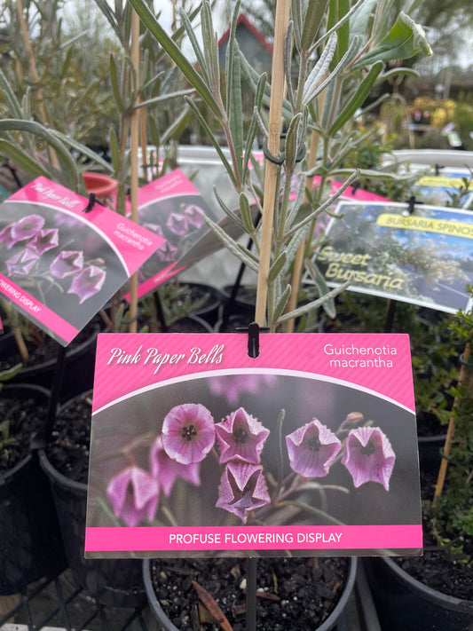 Guichenotia macrantha - Pink paper bells