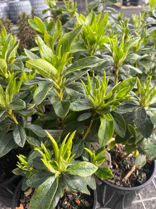 Azalea magnifica 'Alba'