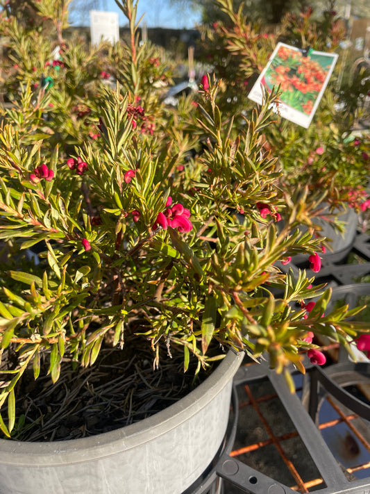 Grevillea 'John Evans'