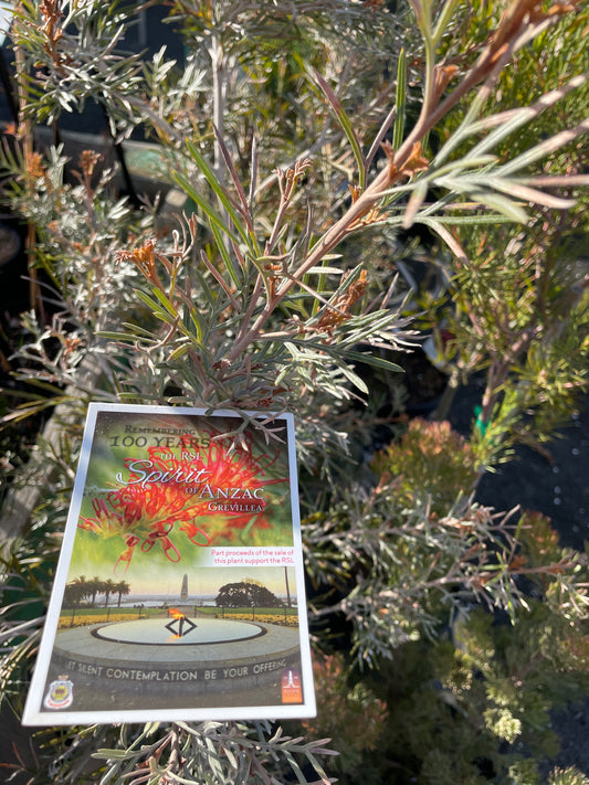 Grevillea 'Spirit of Anzac' - RSL Spirit of ANZAC