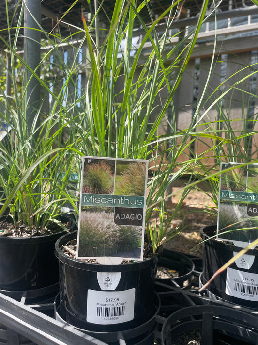 Miscanthus 'Adagio'