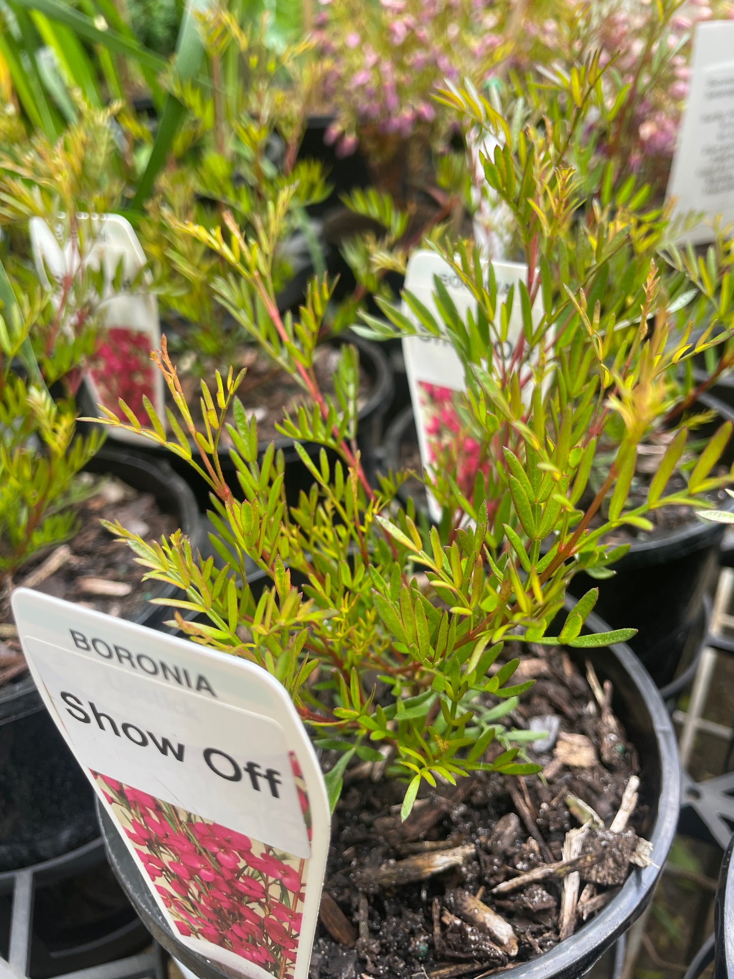 Boronia pinnata 'Show Off'