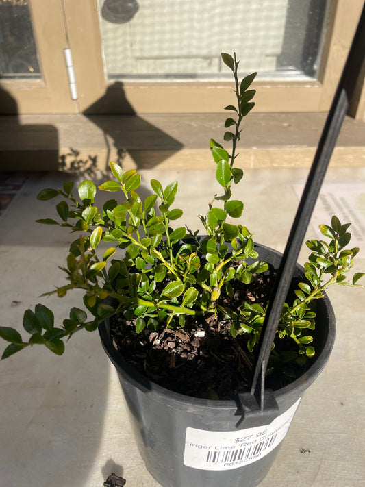 Citrus Finger Lime 'Red Champagne'