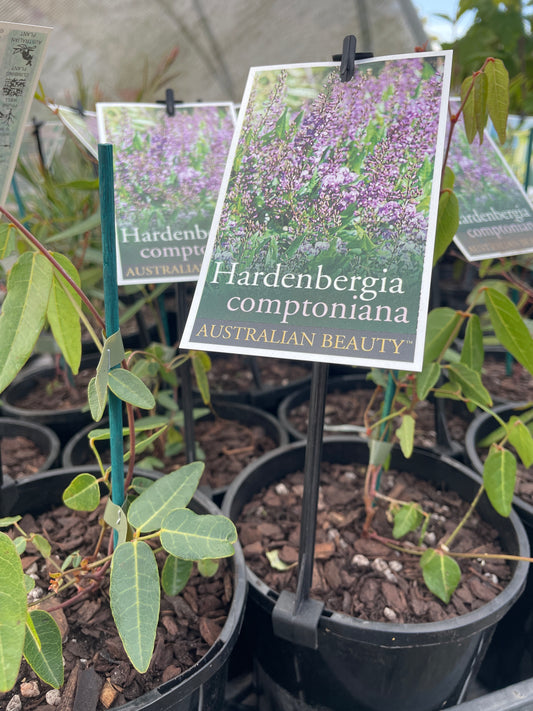 Hardenbergia comptoniana