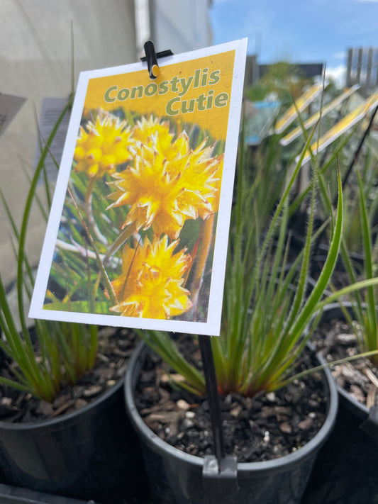 Conostylis candicans 'Cutie'