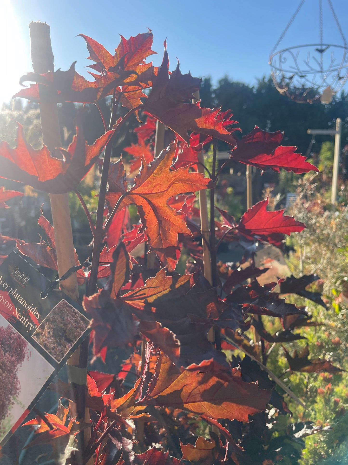 Acer platanoides 'Crimson Sentry'