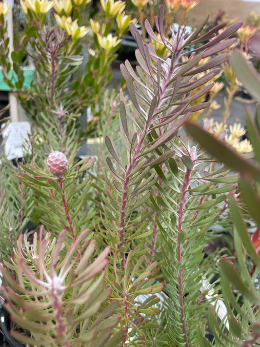 Leucadendron 'Purple Haze'
