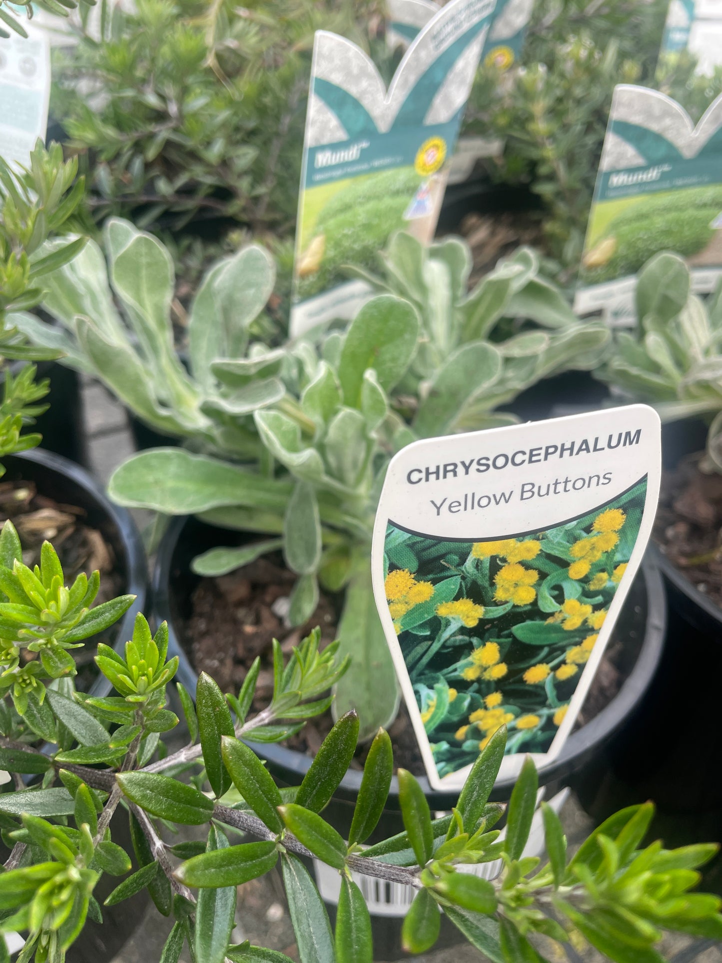 Chrysocephalum apiculatum - Common Everlasting