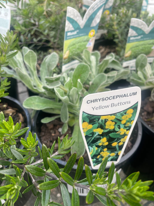 Chrysocephalum apiculatum - Common Everlasting