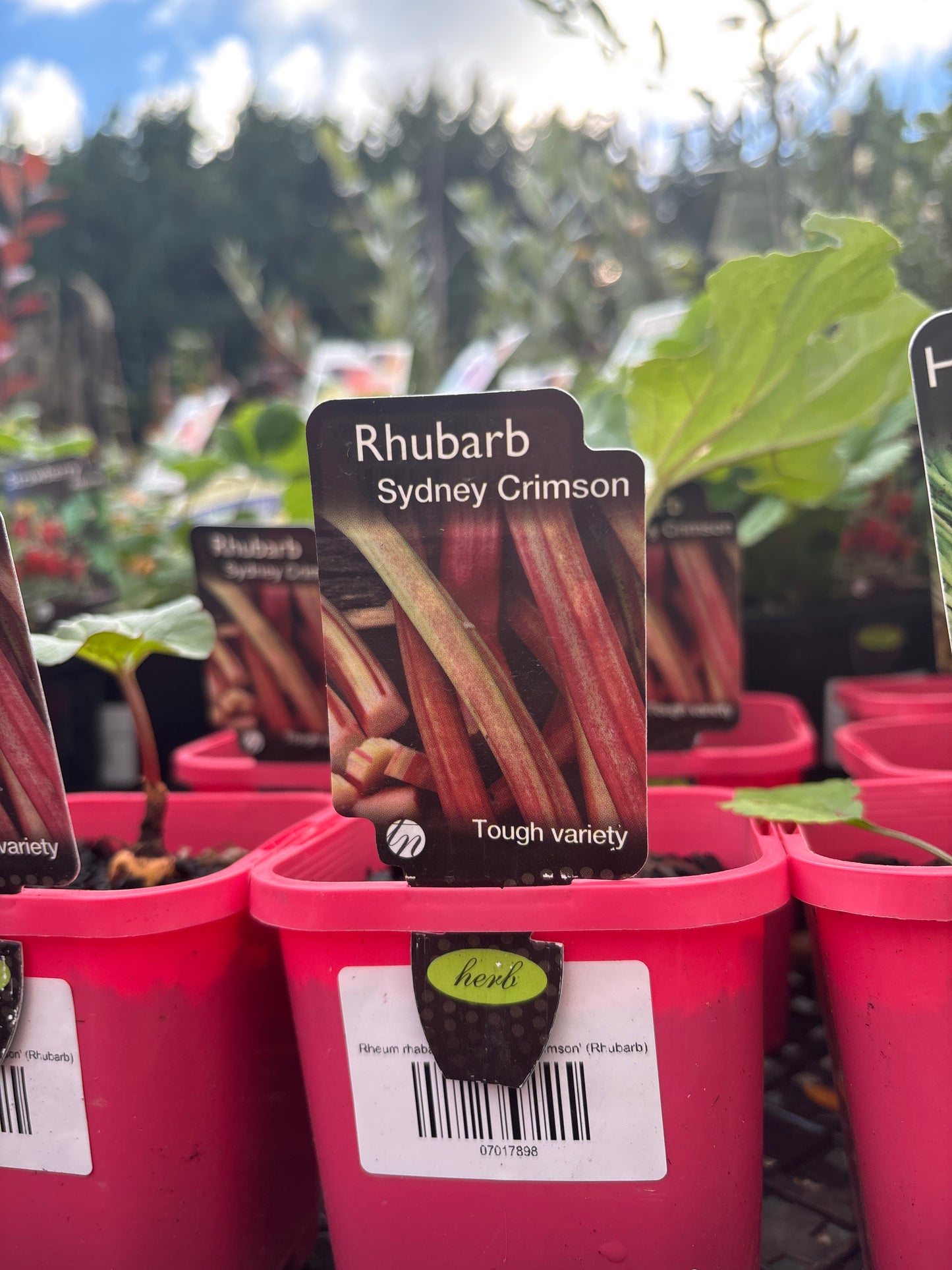 Rheum rhabarbarum 'Sydney Crimson' (Rhubarb)