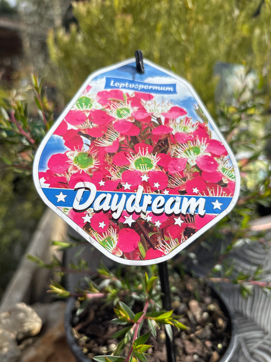 Leptospermum 'Daydream' -  Pink flowering Tea Tree