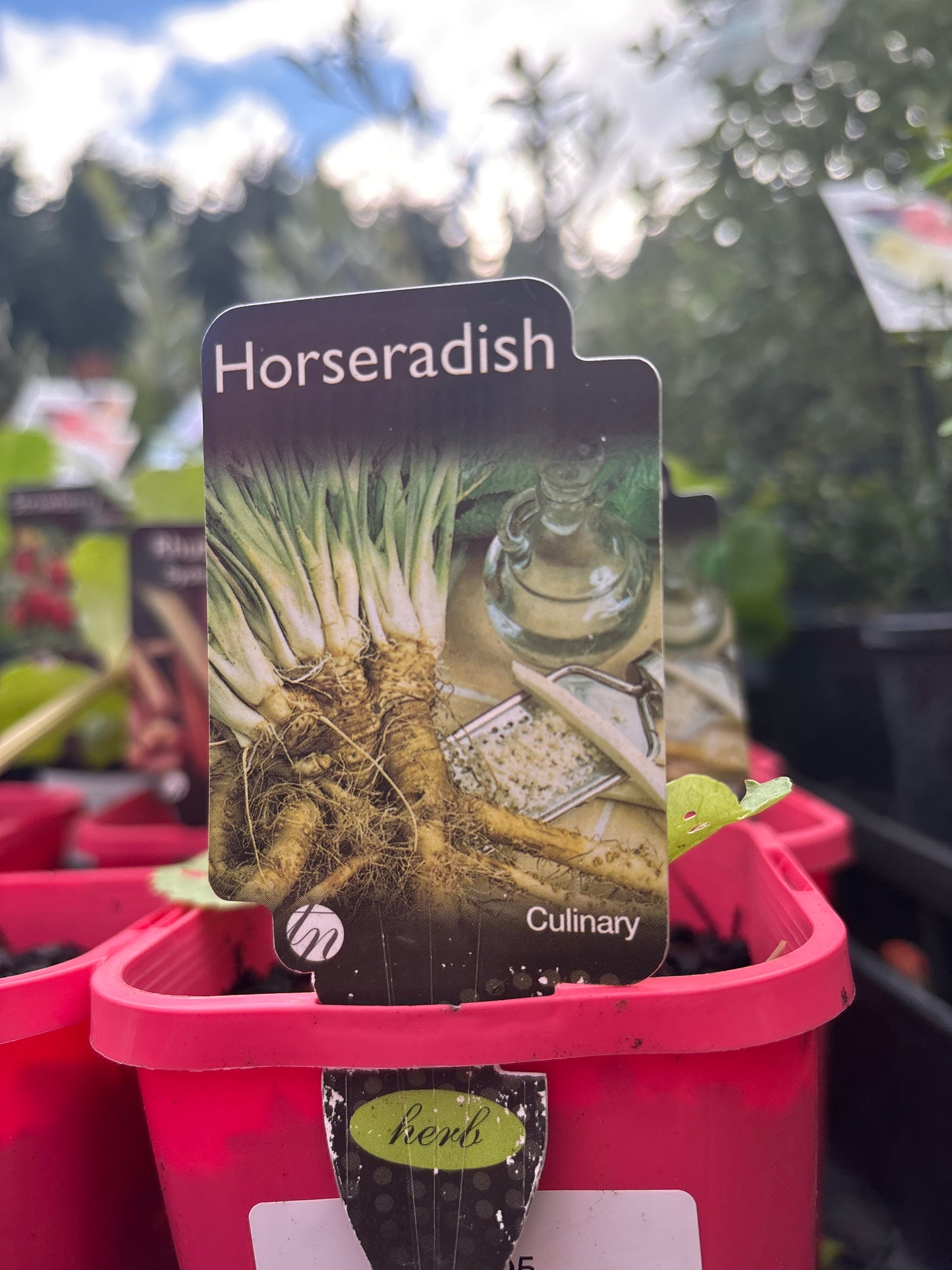 Armoracia rusticana (Horseradish)