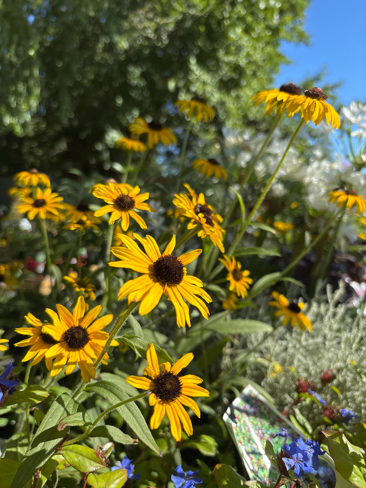 Rudbeckia fulgida 'American Gold Rush'