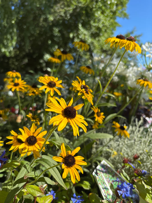 Rudbeckia fulgida 'American Gold Rush'