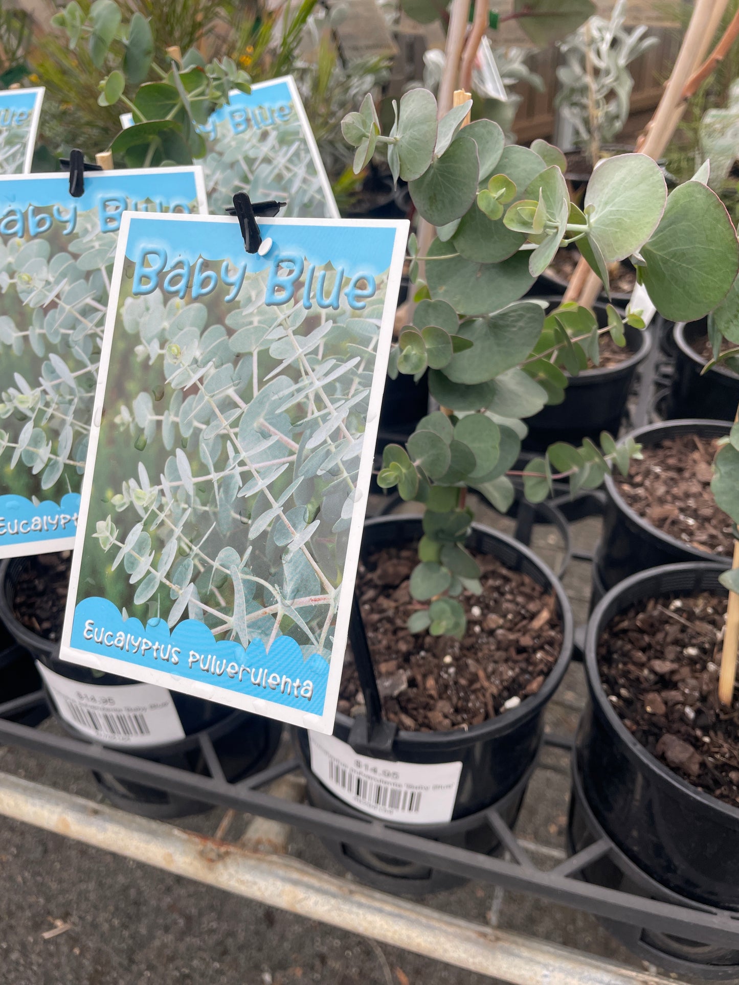 Eucalyptus pulverulenta 'Baby Blue'