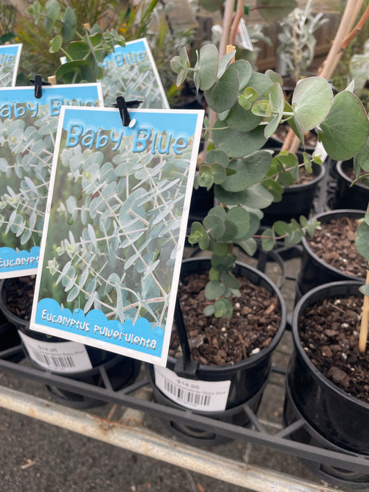 Eucalyptus pulverulenta 'Baby Blue'