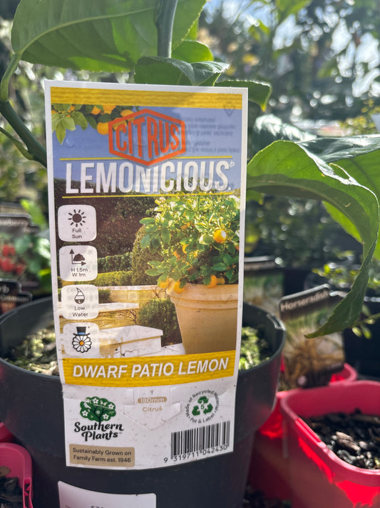 Citrus 'Lemonicious' - Dwarf Meyer Lemon