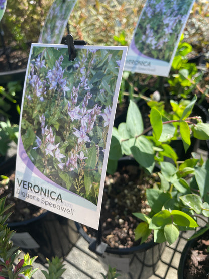 Veronica perfoliata - Digger's Speedwell