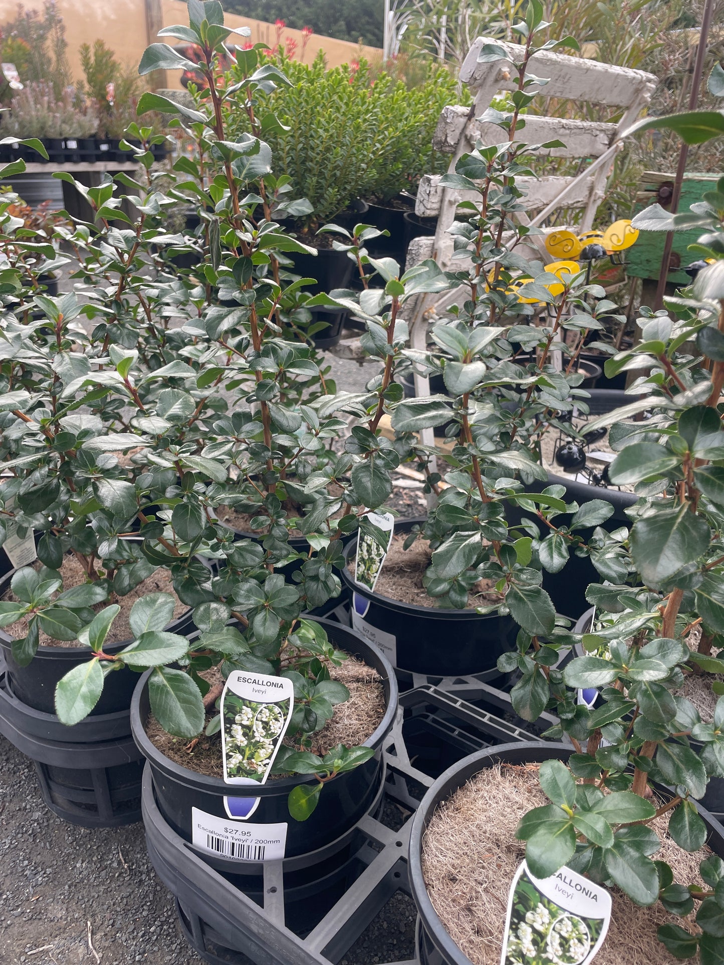 Escallonia 'Iveyi'