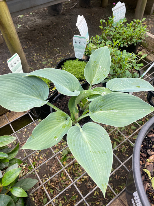 Hosta 'Halcyon'