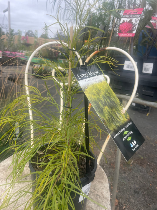 Acacia 'Lime Magik'